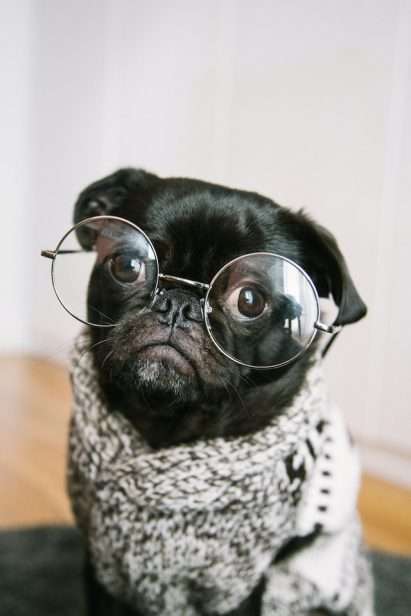 Mascotas: De verdad pueden mejorar el Equilibrio Físico y Mental?
Euilibriomental365.com