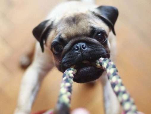 Mascotas: De verdad pueden mejorar el Equilibrio Físico y Mental?
Euilibriomental365.com